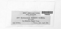 Gymnoconia riddelliae image